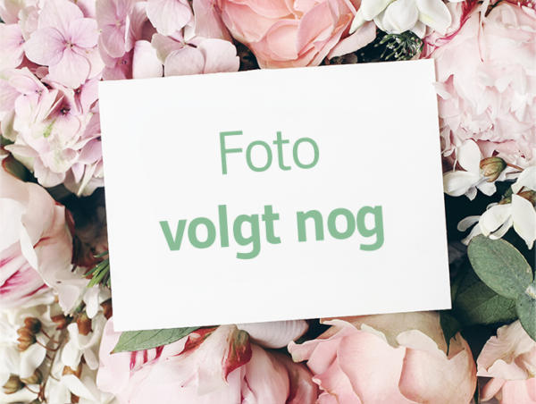 Nog geen product afbeelding beschikbaar