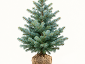 Abies Concolor