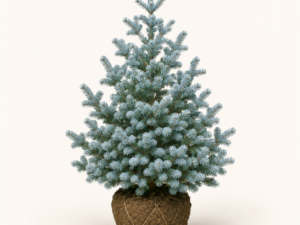 Abies L. Compacta