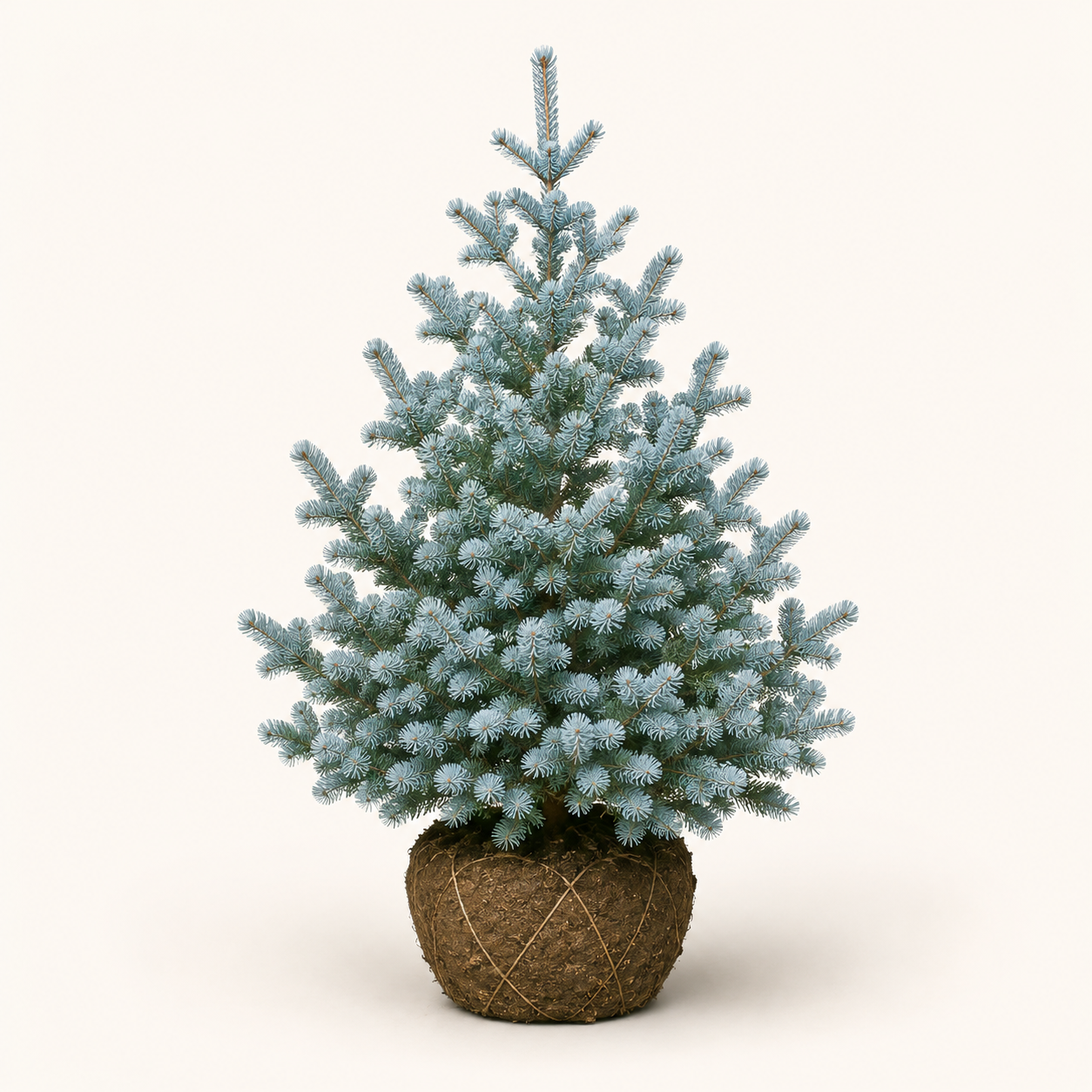 Abies L. Compacta