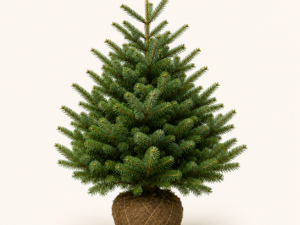 Abies Nordmanniana