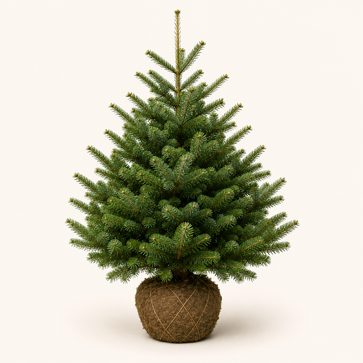 Abies Nordmanniana