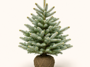Abies Silberlocke