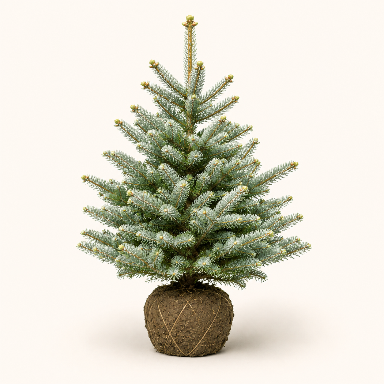 Abies Silberlocke