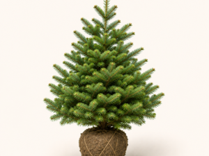 Abies koreana
