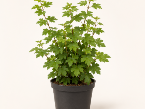Acer Campestre