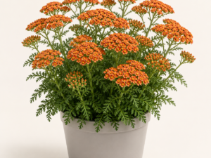 Achillea Terracotta