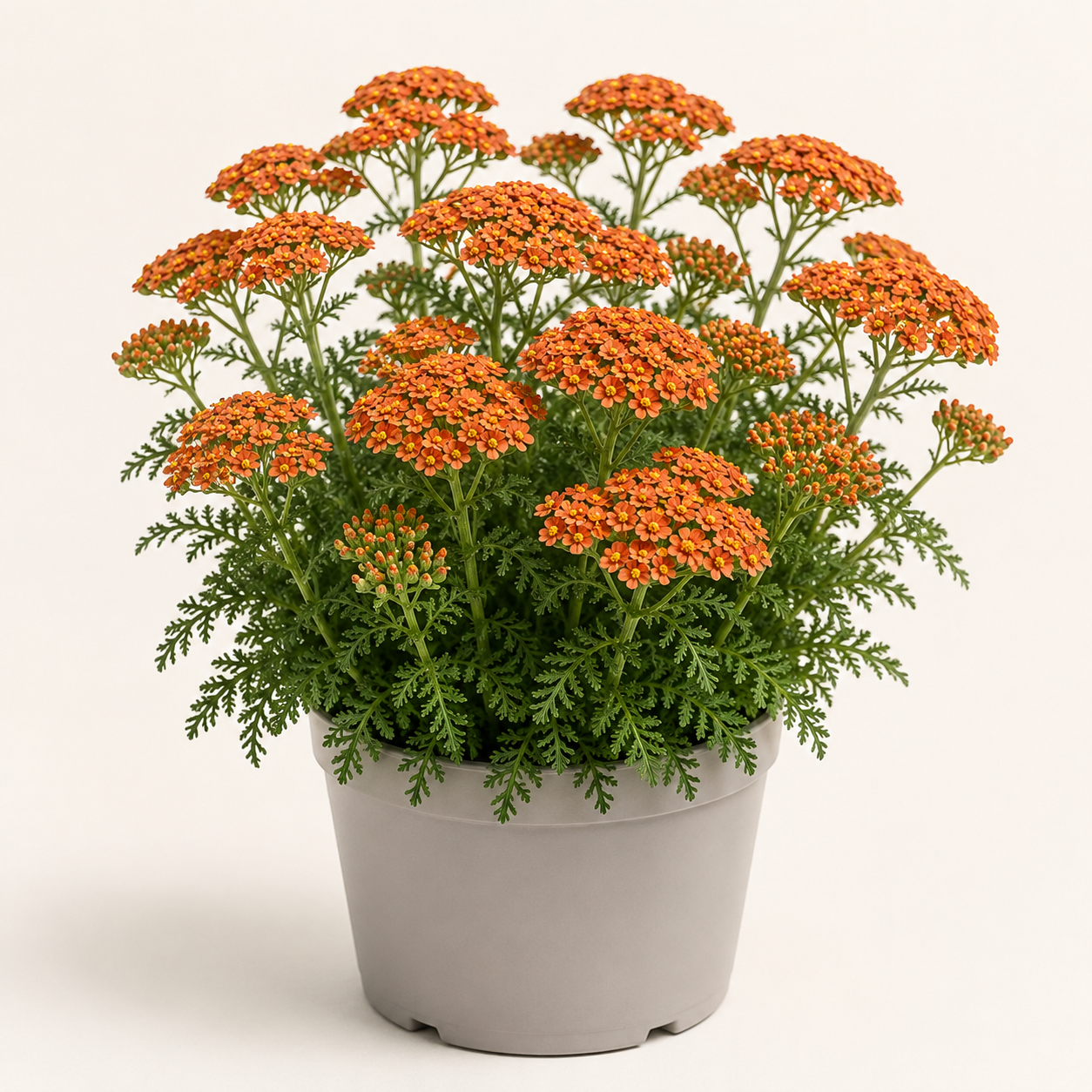 Achillea Terracotta