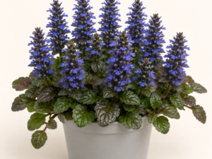 Ajuga Reptans