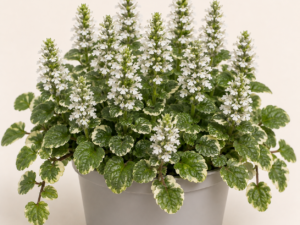 Ajuga Reptans Alba