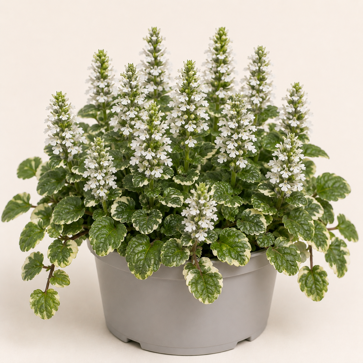 Ajuga Reptans Alba