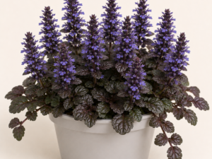 Ajuga Reptans Atropurpurea