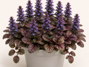 Ajuga Reptans Burgundy Glow