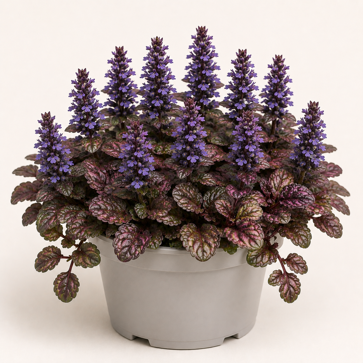 Ajuga Reptans Burgundy Glow