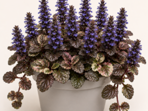Ajuga Reptans Chocolat Chip