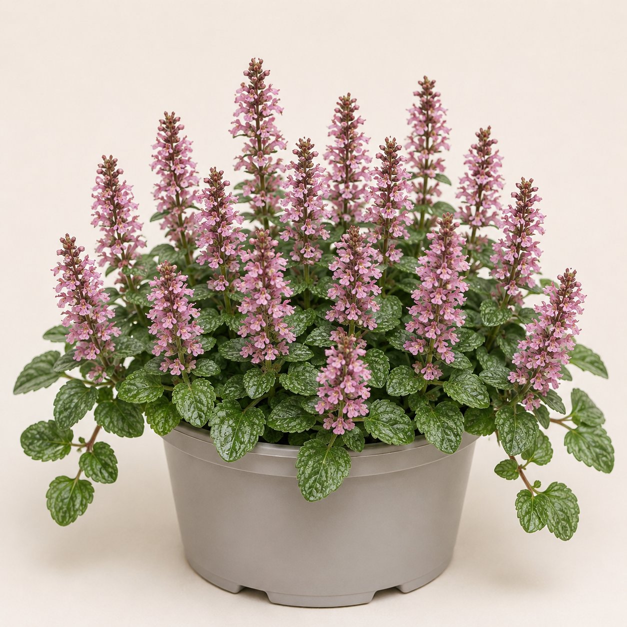 Ajuga Reptans Rosea
