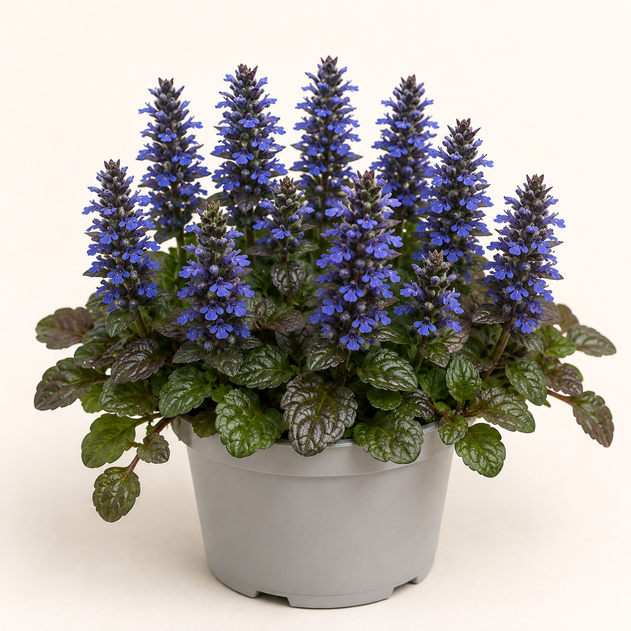 Ajuga Reptans