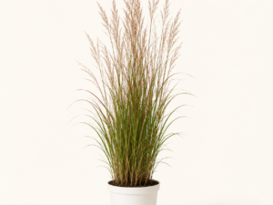 Andropogon Gerardii