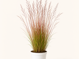 Andropogon scoparius
