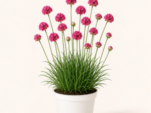 Armeria Abbey Deep Rose