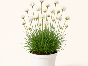 Armeria Alba