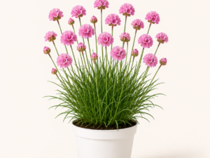 Armeria Armada Rose