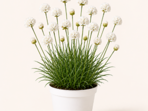 Armeria Armada White
