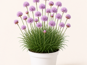 Armeria Ballerina Lilac