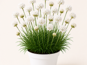 Armeria Ballerina White