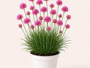 Armeria Dusseldorfer Stolz