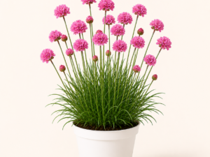 Armeria Maritima