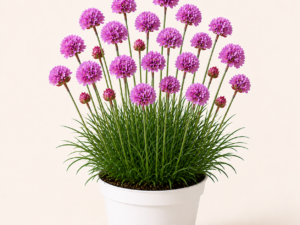 Armeria Purple Rose