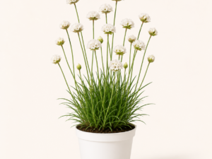 Armeria abbey White