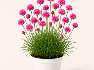 Armeria maritima Perfecta