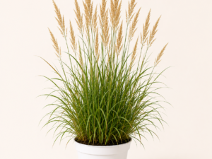 Calamagrostis Karl Foerster