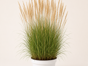 Calamagrostis Overdam