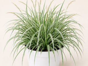 Carex Everest