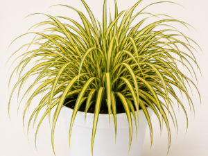 Carex Evergold