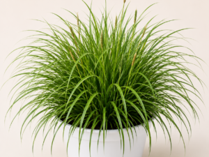 Carex Evergreen