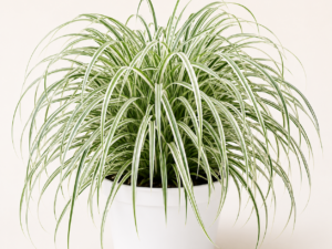 Carex Feather Falls