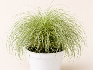 Carex Frosted Curls