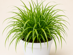Carex Irish Green