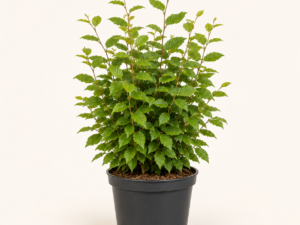 Carpinus Betulus