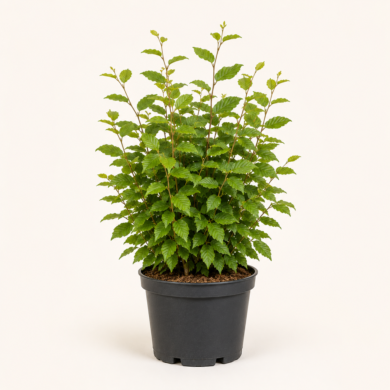 Carpinus Betulus