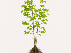 Carpinus betulus