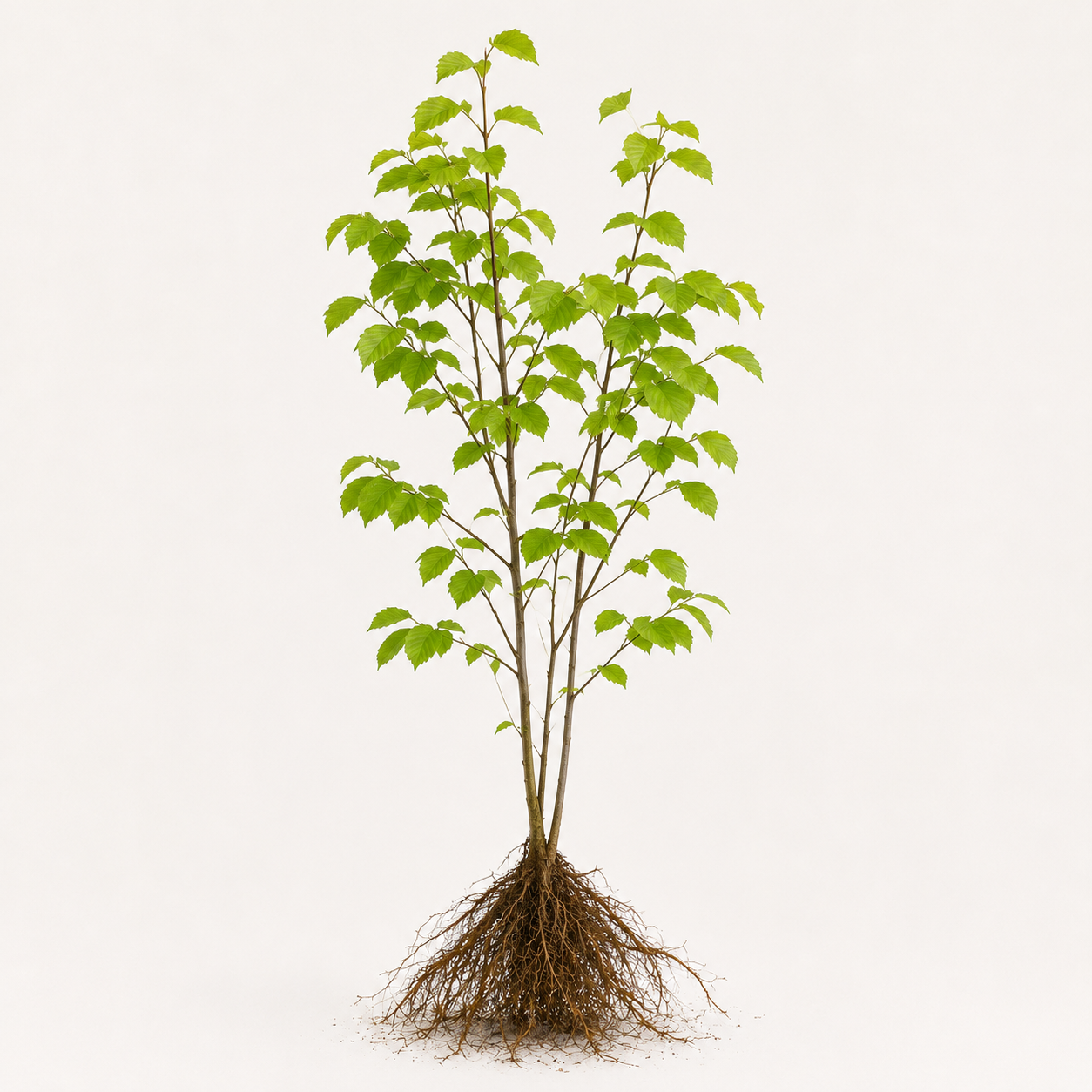 Carpinus betulus