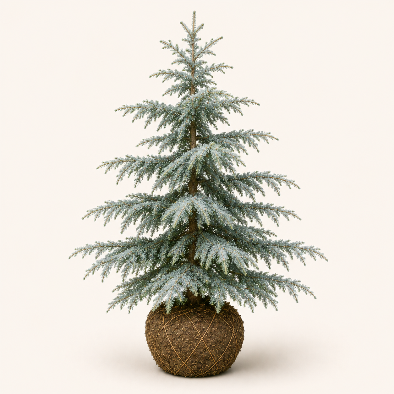 Cedrus Glauca