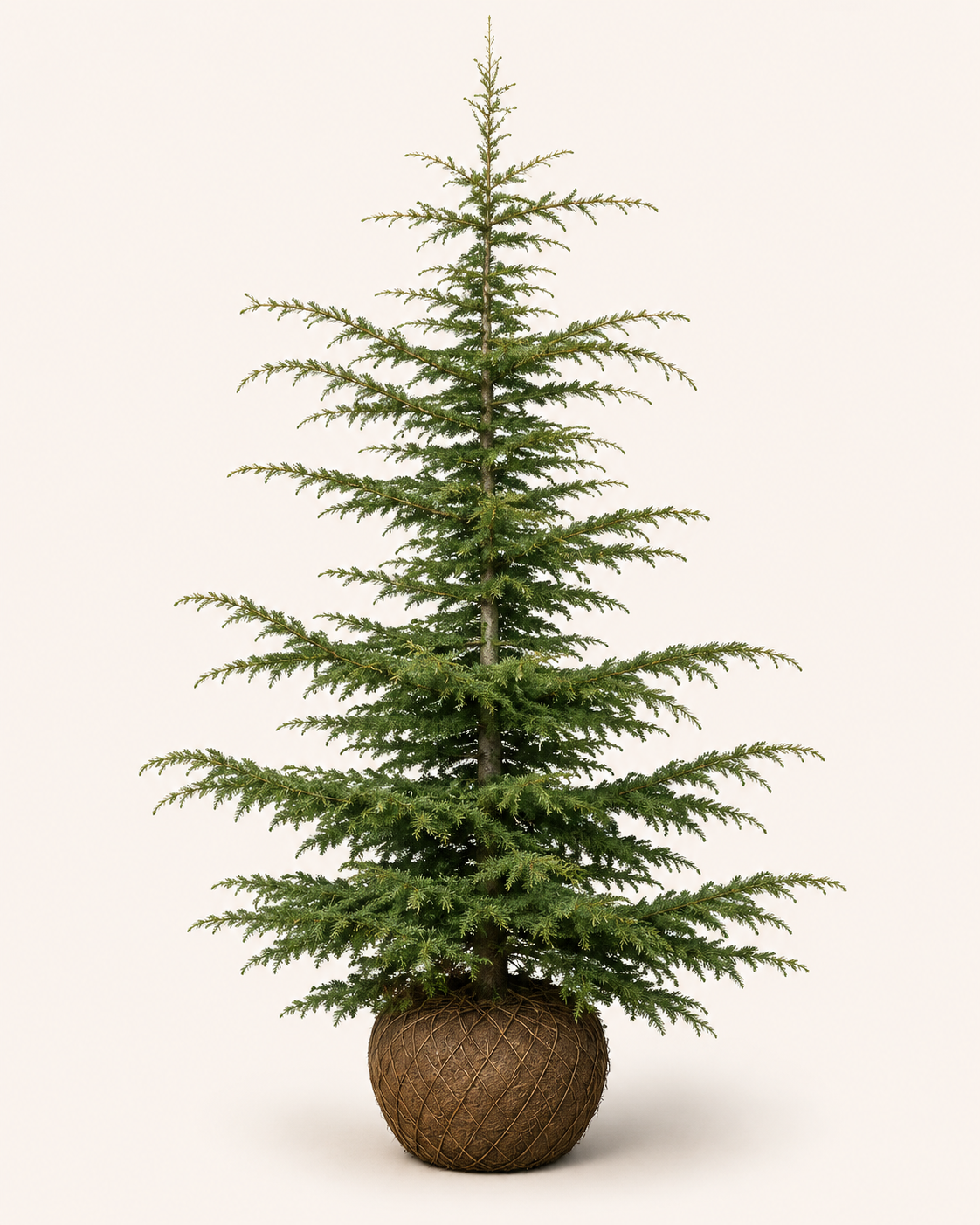 Cedrus Libani