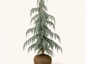 Cedrus atl. Glauca Pendula
