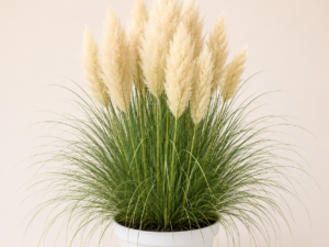 Cortaderia Pumila
